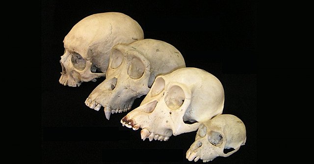 Caracteristicas de los hominidos