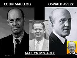 Oswald Avery, Colin McLeod y Maclyn McCarty