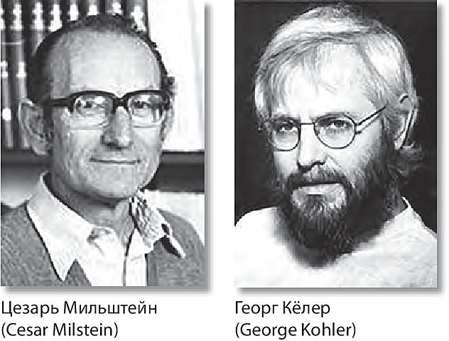 George Köhler y César Milstein