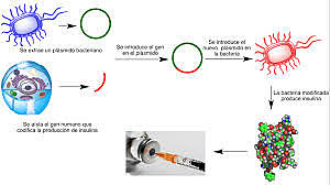 Producción de Insulina Humana