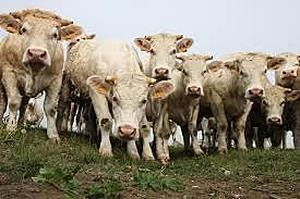 Selective breeding introduced