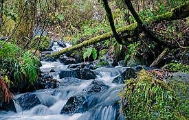 La fuerza curativa de la naturaleza
