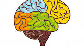 Timeline: Evolución del cerebro