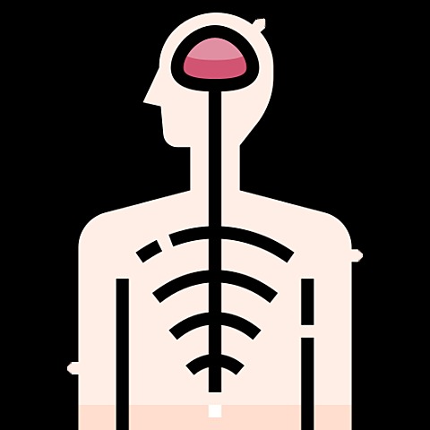 El surgimiento del sistema nervioso.