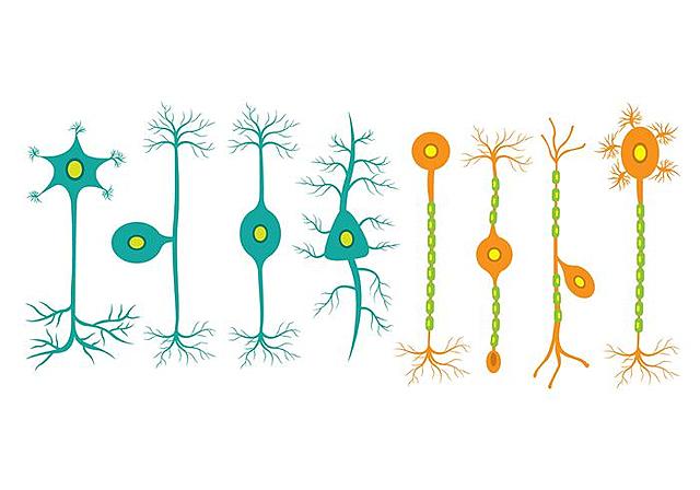 El surgimiento de la primera agrupación neuronal.