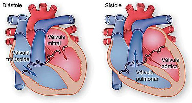 Diástole o expansión reformista