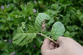Anton de Bary   selló la controversia a favor de Berkeley y de su antecesor, el alemán Von Martius