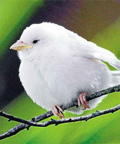 Started publishing on his own