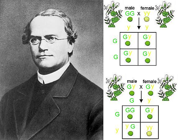 Gregor Mendel