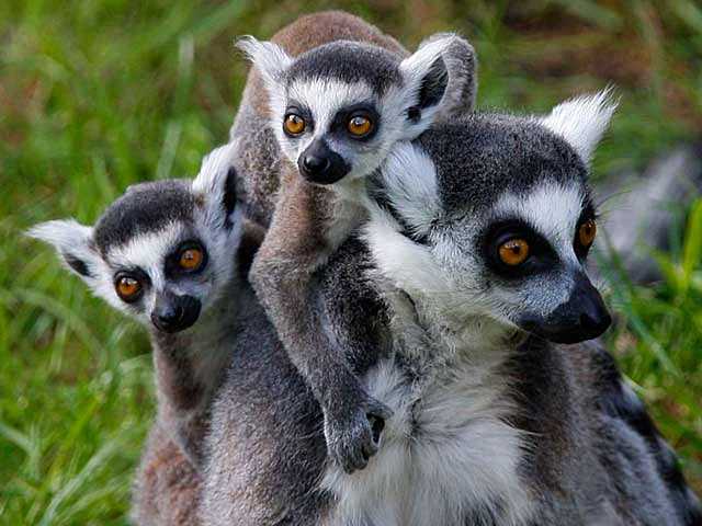 Tubo neuronal dorsal