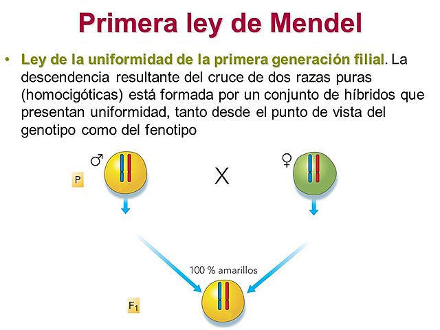 Primera Ley de Mendel