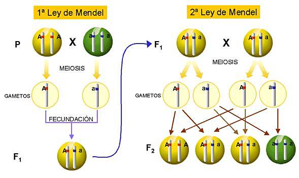 Segunda Ley de Mendel: