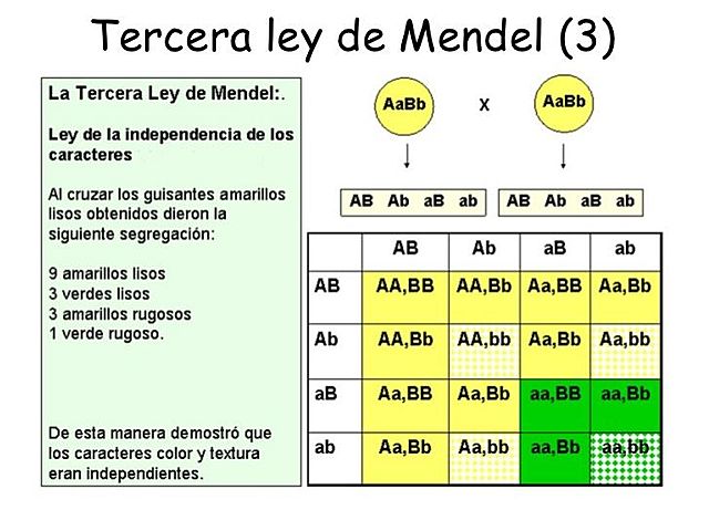 Tercera Ley de Mendel -
