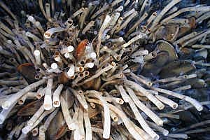 Deep Sea Life in Abundance