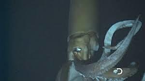 First Video of the Giant Squid