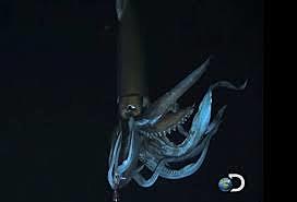 Giant Squid's First Video