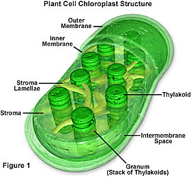 First cells that produced oxygen