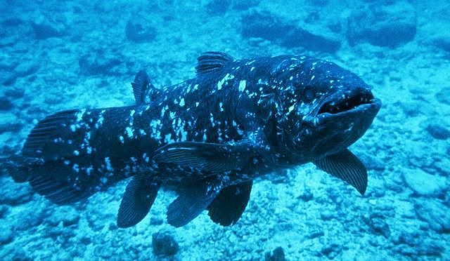 Live Coelacanth Discovered