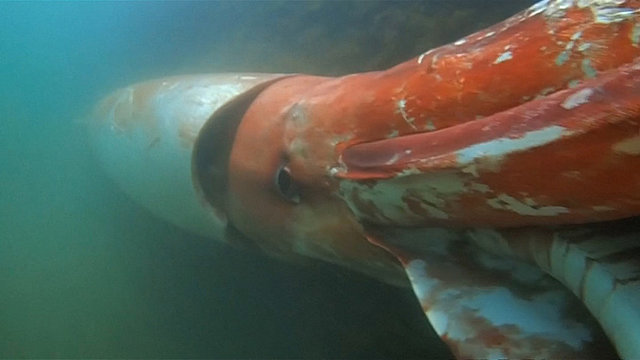 First Video of Giant Squid