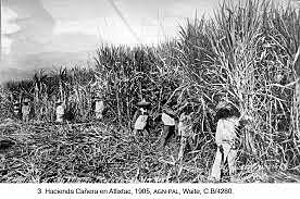 1910 -1920, LA AGRICULTURA