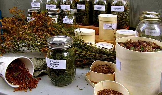Conservación de Plantas Medicinales