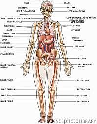 Herophilus and Erasistratus