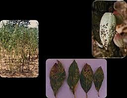 Heinrich Hesse (1690) consideraba entre los principales causantes de tizón o quemados de los árboles “La savia superflua con inflamación de la misma”.