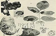 Fontana (1767) estudia algunas enfermedades entre royas y carbones.
