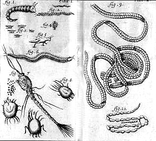 Surge la teoría microbiana, se reforzó la idea: enfermedad estaba determinada por aspectos medioambientales