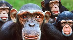 Prehistoria (50.000.000 a.C.)