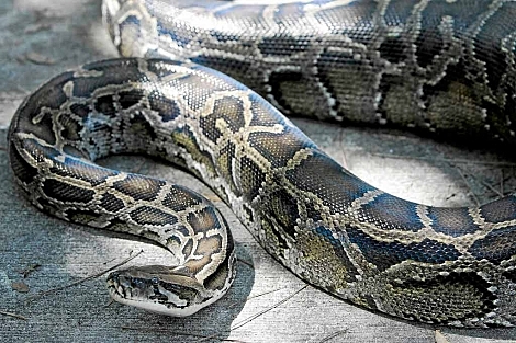 Adoración a Las Pitones