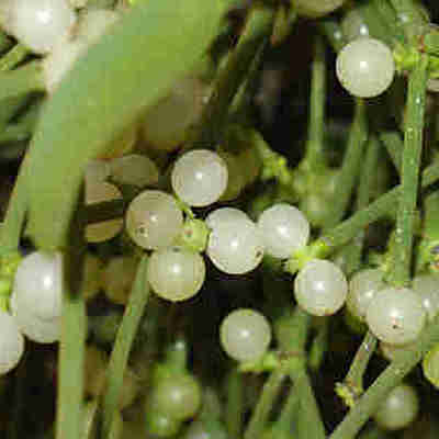 Timeline: eventos importantes en la evolución de la fitopatología. jeniffer osso