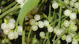 Timeline: eventos importantes en la evolución de la fitopatología. jeniffer osso