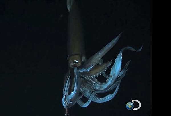 First Video of Giant Squid