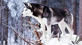 Timeline: Félév eseményei