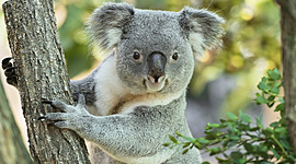 Timeline: A félév eseményei