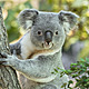 20180920koalabecs