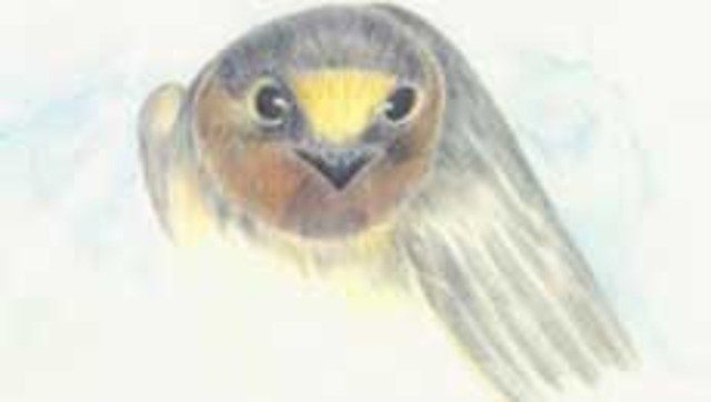 The Swallows return to San Juan Capistrano Mission