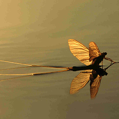 Timeline: Palingenia longicauda ( A tiszavirág)