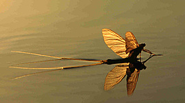 Timeline: Palingenia longicauda ( A tiszavirág)