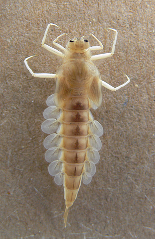 Lárvaállapot kezdete