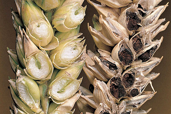 Bénédict Prévost y la Solución de Sulfato de Cobre