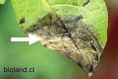 Tizón Tardío y la Gran Hambruna Irlandesa de la Patata