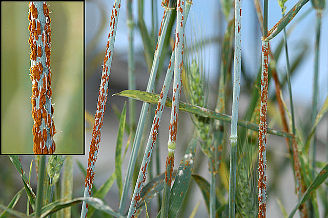 Roya Negra del Trigo, (Puccinia Graminis) - D´ Bary