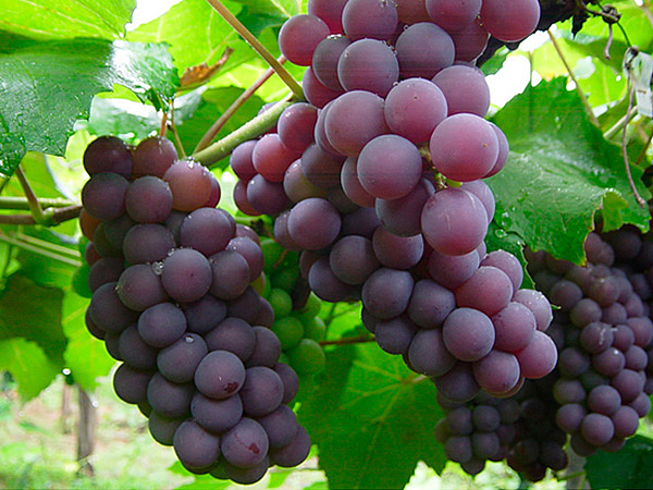 la Rapiña, el sulfato de calcio y el Mildiu Pubescente de la Vid