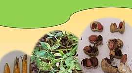 Timeline: Historia de la Fitopatología