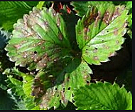 Técnicas completas para el cultivo de microorganismos