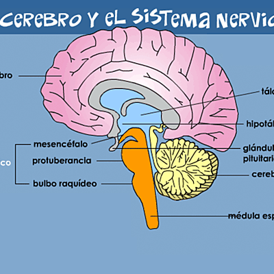 Timeline: cerebro