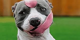 Las primeras razas de perros