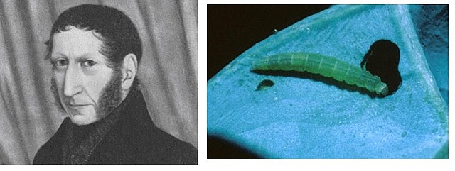 Muscardina o mal segno